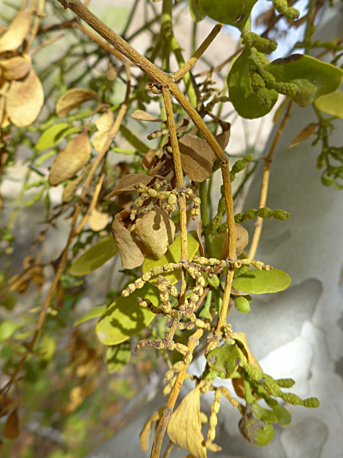 High Resolution Phoradendron leucarpum Plant